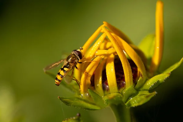 Крупный План Пчелы Собирающей Нектар Желтого Цветка — стоковое фото