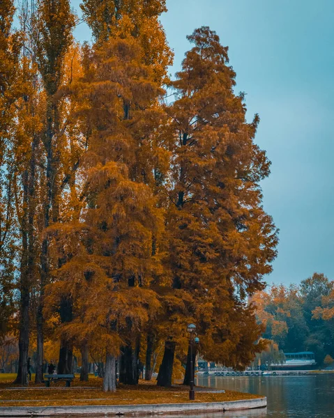 Гарний Знімок Жовтих Дерев Вздовж Річки Похмурий Осінній День — стокове фото