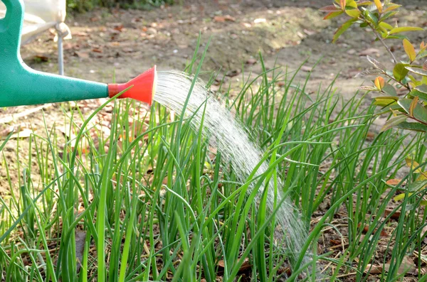 Eine Nahaufnahme Einer Grünen Plastikgießkanne Die Wasser Auf Zwiebelblumen Einem — Stockfoto