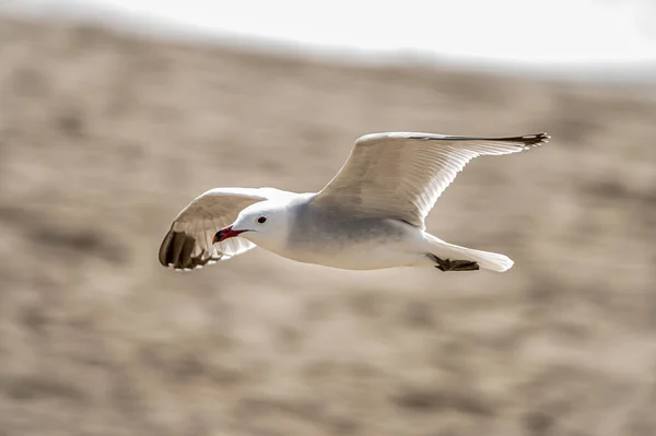 Close Uma Gaivota Branca Voando Através Uma Praia — Fotografia de Stock