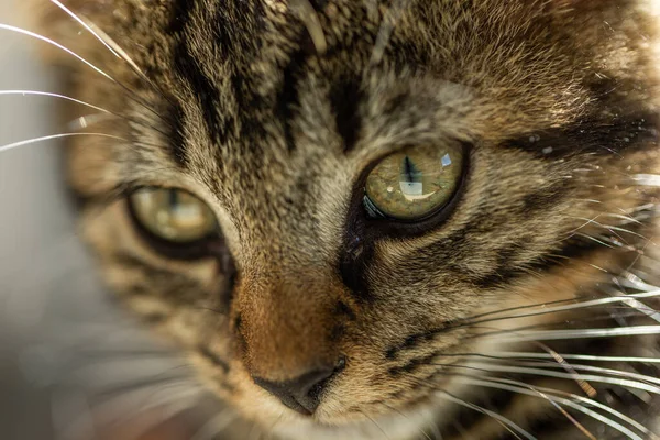 Gros Plan Chat Aux Yeux Verts Sur Fond Flou — Photo