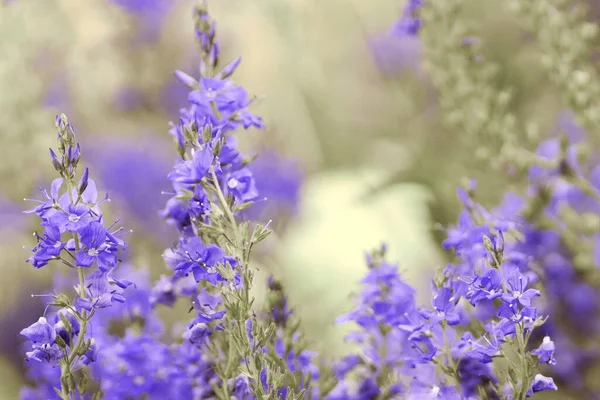 Lavendelfelder Auf Hvar Kroatien Violette Farbe Schmetterlinge Ländliche — Stockfoto