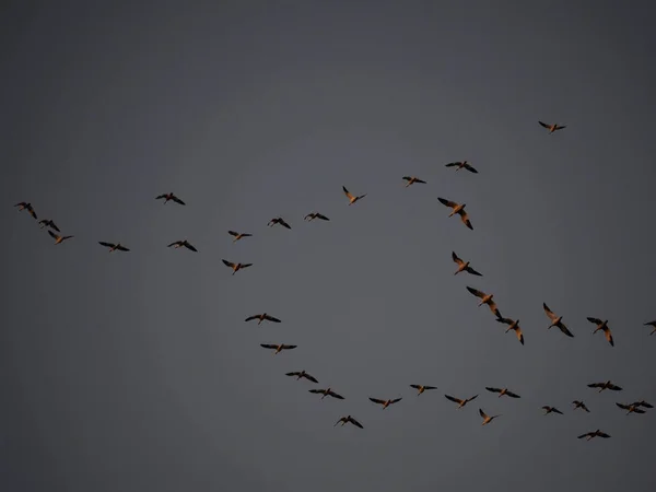 Een Shot Van Een Zwerm Van Vogels Vliegend Donkere Lucht — Stockfoto