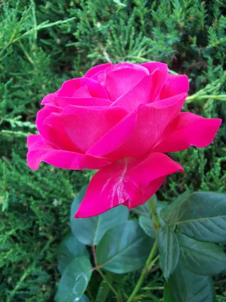 Tiro Vertical Uma Rosa Bonita Aumentou Jardim Durante Dia — Fotografia de Stock