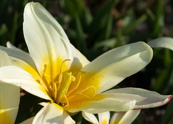 一只白色的郁金香花在阳光下的花园里的特写镜头 背景模糊不清 — 图库照片