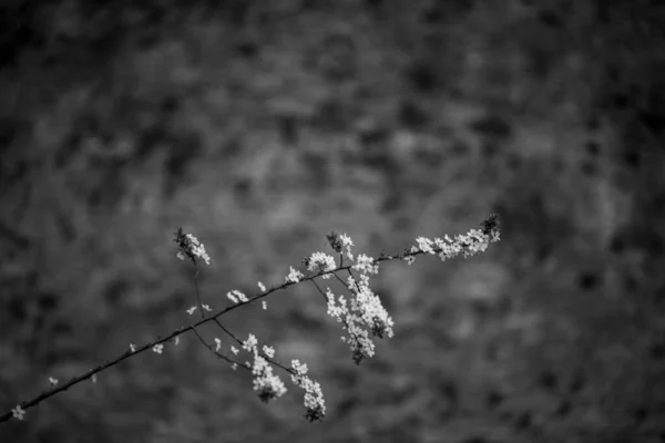 Eine Graustufenaufnahme Eines Langen Dünnen Astes Mit Blühenden Weißen Blüten — Stockfoto