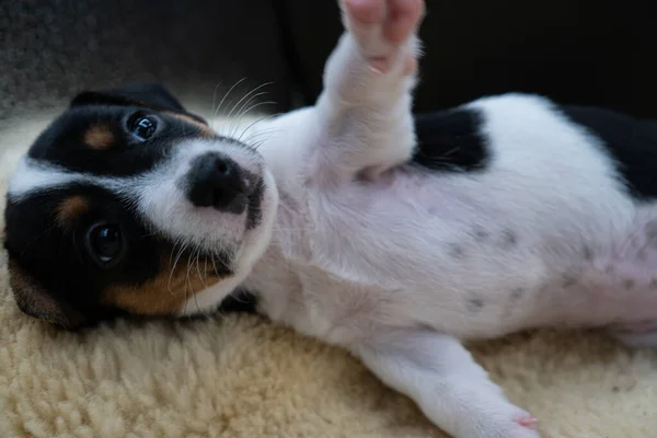 Närbild Liten Jack Russell Terrier Sängen — Stockfoto