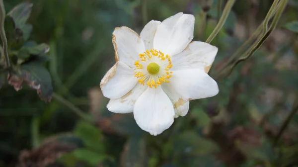 Una Hermosa Flor Blanca Una Anémona Nevada Floreciendo Bosque —  Fotos de Stock