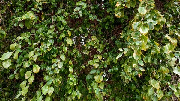 Primer Plano Árbol Diminutas Hojas Verdes Fondo — Foto de Stock