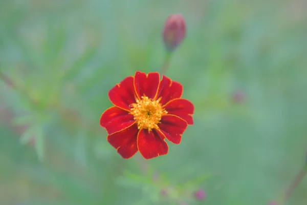 Ένα Επιλεκτικό Πλάνο Ενός Κόκκινου Λουλουδιού Φόντο Γρασιδιού — Φωτογραφία Αρχείου