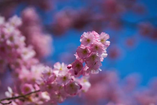 Sakuras Blossom Primavera Está Aqui — Fotografia de Stock