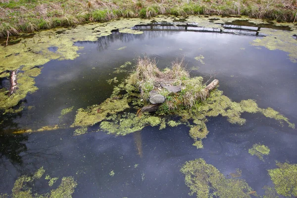 Closeup Pond Green Algae — Stock Photo, Image