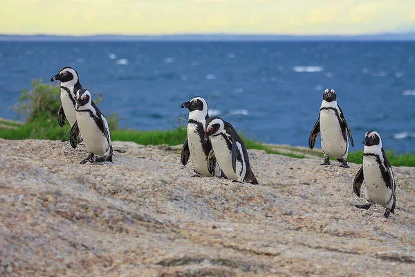 Selektiv Fokusbild Svarta Och Vita Pingviner Stranden — Stockfoto
