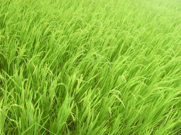 Tarlada Yüksek Açılı Yeşil Pirinç Yığını — Stok fotoğraf