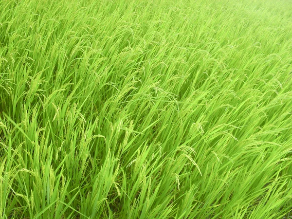 Tiro Alto Ângulo Pilha Arroz Verde Campo — Fotografia de Stock