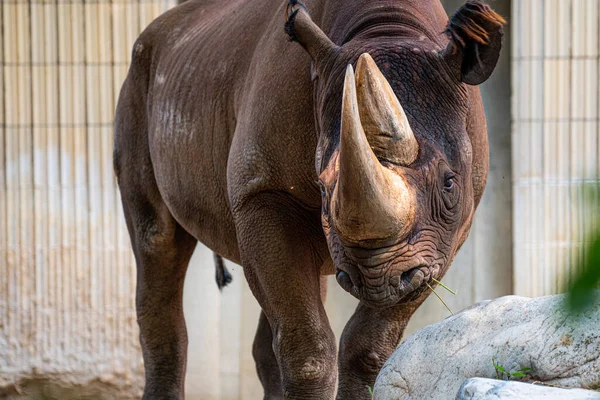 Tiro Close Rinoceronte Rinoceronte Zoológico — Fotografia de Stock