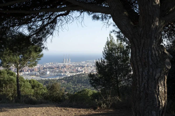 Barselona Şehrinin Denizin Güzel Bir Görüntüsü Ormandaki Kalın Bir Ağacın — Stok fotoğraf