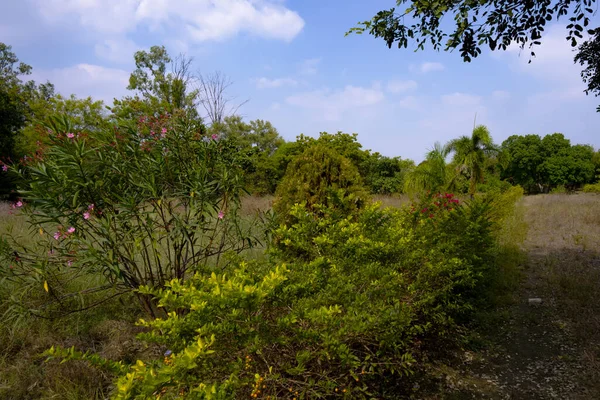 蓝天下绿树成荫的风景 — 图库照片