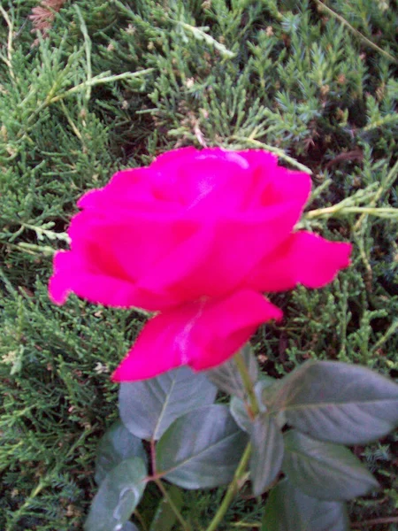 Plan Vertical Une Belle Rose Dans Jardin Lumière Jour — Photo