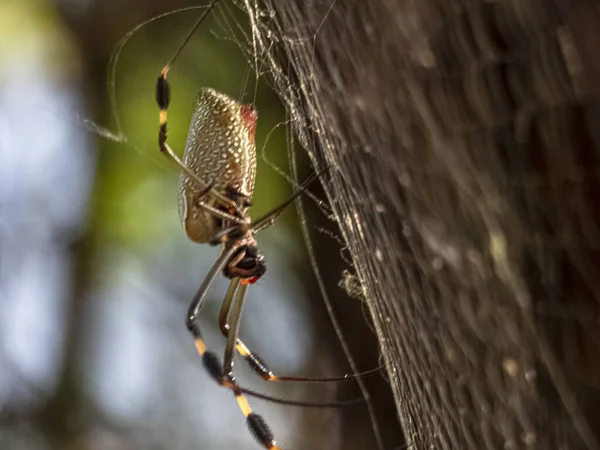 Μια Απαλή Εστίαση Μιας Χρυσής Μεταξωτής Αράχνης Που Υφαίνει Τον — Φωτογραφία Αρχείου