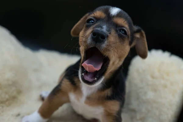 Primer Plano Bostezo Jack Russell Terrier Cama —  Fotos de Stock