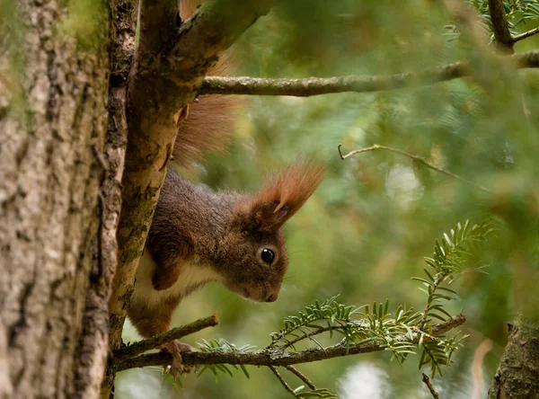 Closeup Adorable Fox Squirrel Branch Evergreen Tree — Stock Photo, Image