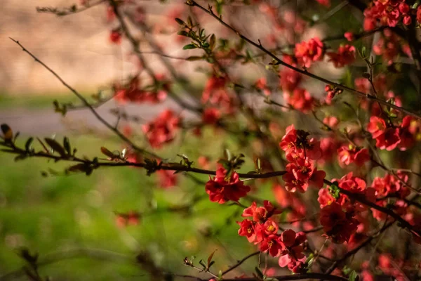 Fourré Magnifiques Fleurs Roses Sur Longues Branches Avec Herbe Verte — Photo