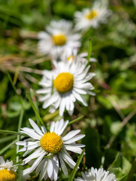 Primo Piano Fiore Bianco Camomilla Coltivato Giardino — Foto Stock