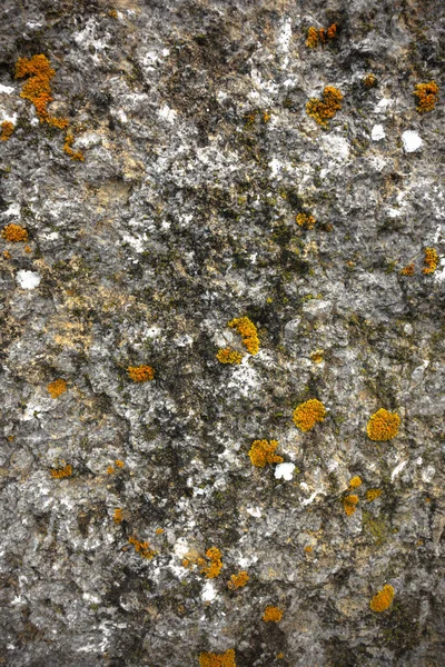 Eine Vertikale Nahaufnahme Einer Strukturierten Rauen Felsoberfläche Mit Schimmel — Stockfoto