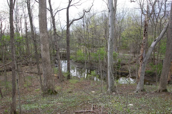 Closeup Landscape Field Withered Trees Shallow Water Channel Farm — Stock Photo, Image