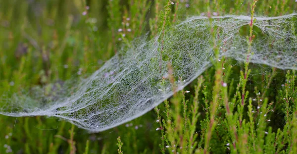 Gros Plan Une Toile Araignée Sur Plante Verte — Photo