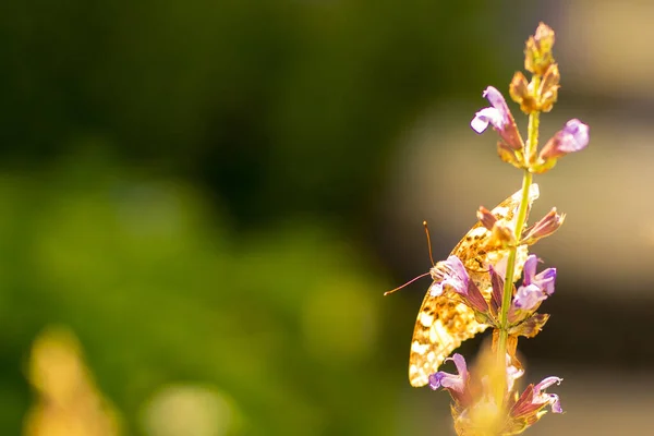 Pola Lawendowe Hvarze Chorwacja Fioletowy Kolor Motyle Obszary Wiejskie — Zdjęcie stockowe