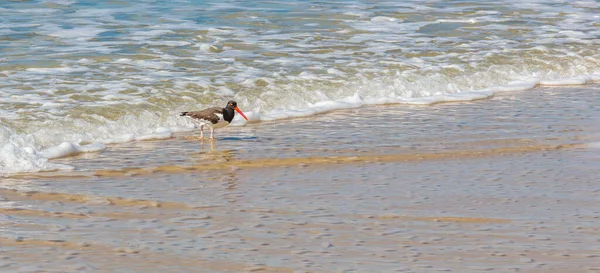Маленькая Американская Ойстеркэтчер Гуляющая Песчаному Пляжу Летом — стоковое фото