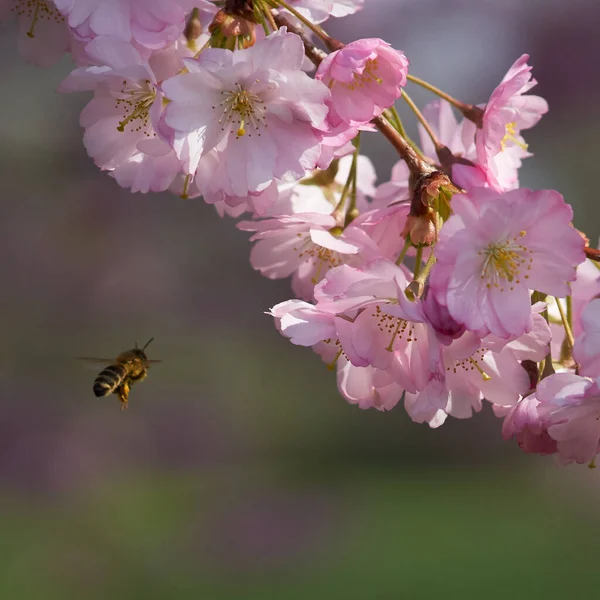 Sakuras Blossom Jaro Tady — Stock fotografie