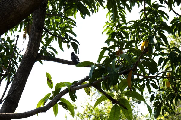 Pájaro Encaramado Una Rama Árbol Día Sombrío —  Fotos de Stock