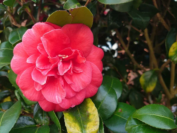 Zbliżenie Strzał Pięknej Kwitnącej Różowej Floribunda Róża — Zdjęcie stockowe