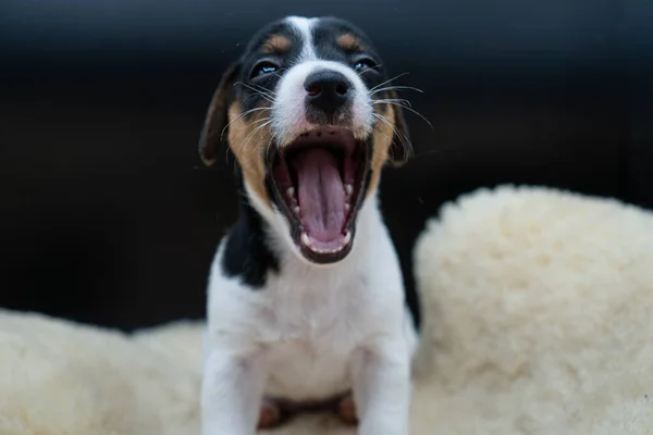 Een Close Shot Van Een Gapende Jack Russell Terrier Het — Stockfoto