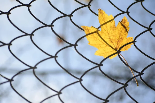 金属製のフェンスに黄色のカエデの葉の選択的な焦点 — ストック写真