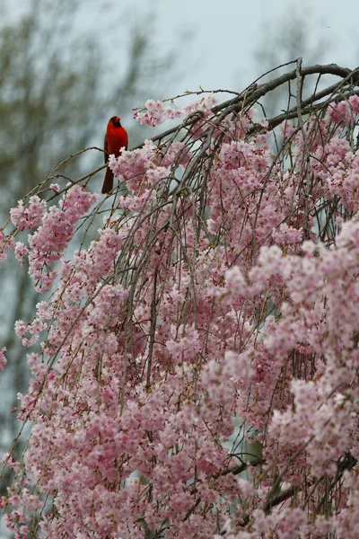 Vertical Shot Cherry Blossom Tree Bloom Red Bird Perching Its — Stock Photo, Image