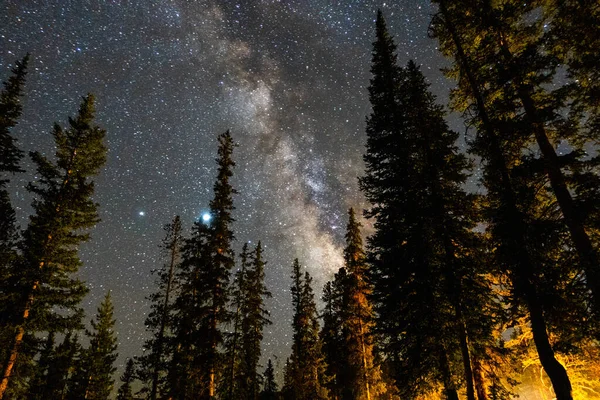 Paysage Magnifique Beaucoup Sapins Dans Une Forêt Sous Galaxie Voie — Photo