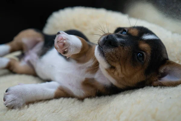 Zbliżenie Małego Jacka Russella Terriera Łóżku — Zdjęcie stockowe
