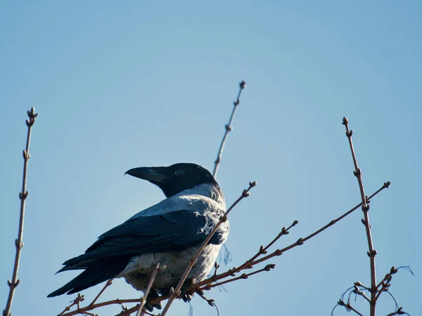 Low Angle Closeup Black Gray Flycatcher Branch Clear Sky Background — Stock Photo, Image