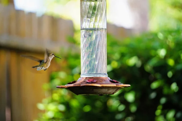 A selective focus of ruby throated hummingbird feeding from a hummingbird feeder in summer