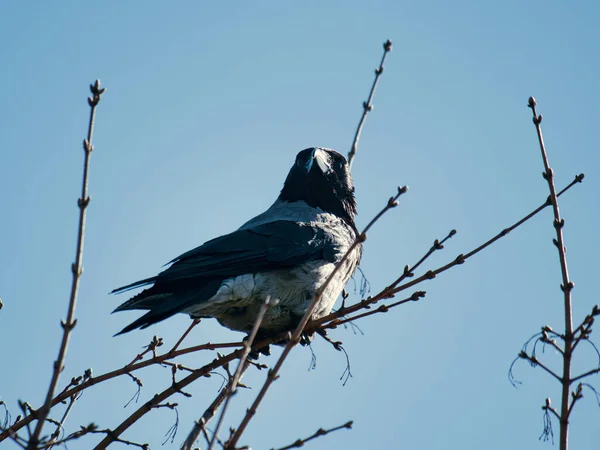 Eine Nahaufnahme Eines Schwarz Grauen Fliegenfischers Auf Einem Ast Bei — Stockfoto