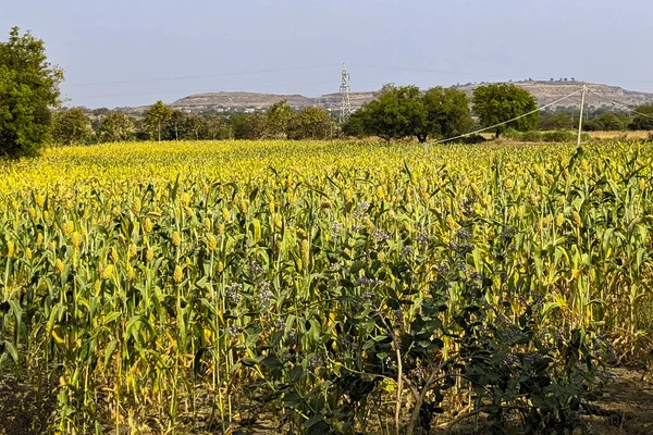 Primer Plano Paisaje Verde Bajo Cielo Despejado Aire Libre — Foto de Stock