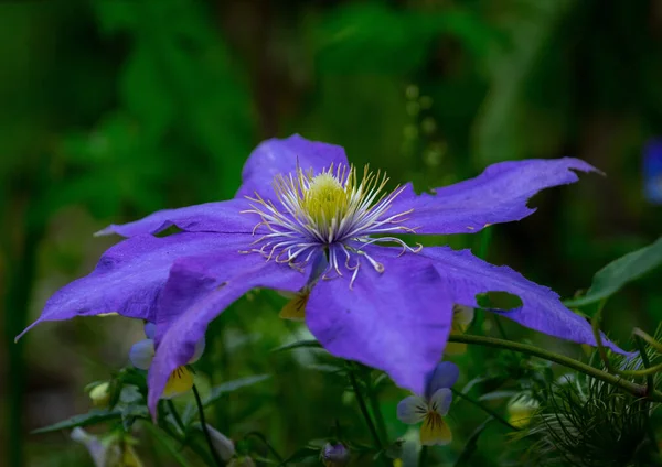 Tiro Foco Seletivo Uma Flor Azul Jardim — Fotografia de Stock