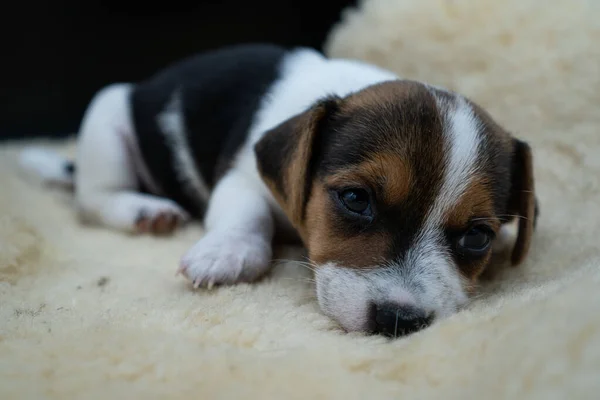 Nahaufnahme Eines Kleinen Jack Russell Terriers Auf Dem Bett — Stockfoto