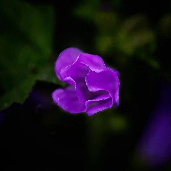 Enfoque Selectivo Una Flor Púrpura Jardín — Foto de Stock