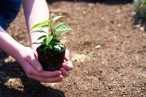 Criança Segurando Uma Planta Verde Contra Solo Marrom Escuro — Fotografia de Stock
