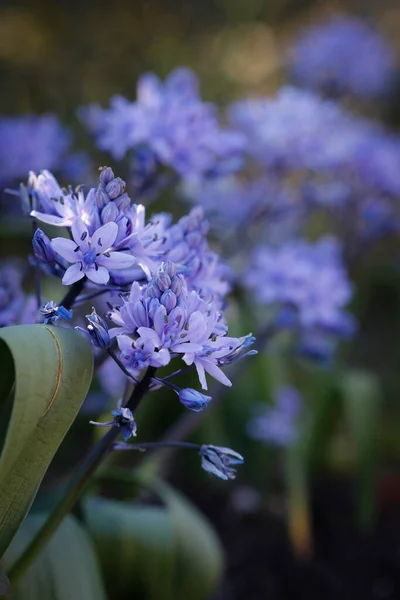 Eine Flache Fokusaufnahme Einer Schönen Scilla Blume Mit Blauen Blütenblättern — Stockfoto